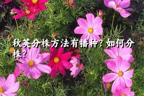 秋英分株方法有播种？如何分株？