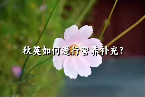 秋英如何进行营养补充？