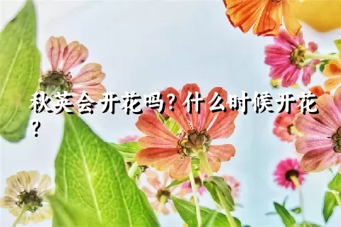 秋英会开花吗？什么时候开花？