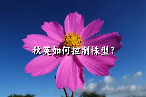 秋英如何控制株型？