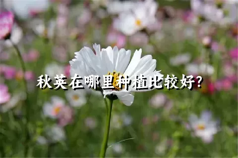 秋英在哪里种植比较好？