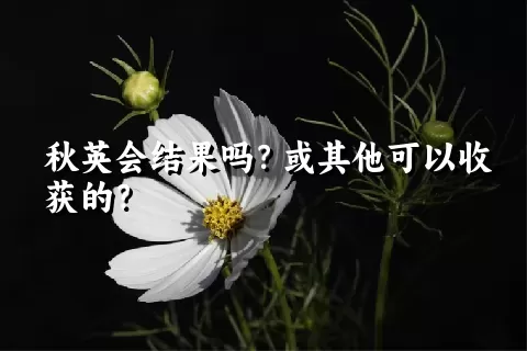 秋英会结果吗？或其他可以收获的？