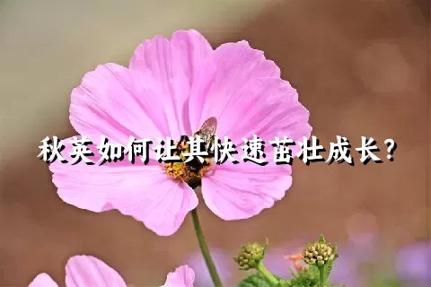 秋英如何让其快速茁壮成长？