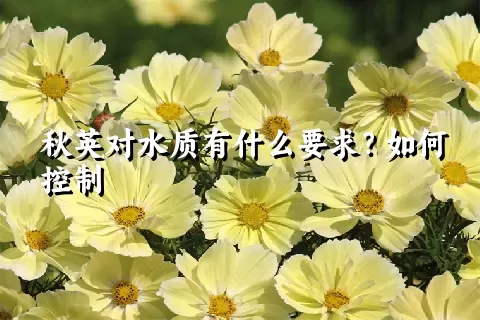 秋英对水质有什么要求？如何控制