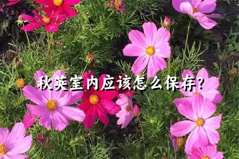 秋英室内应该怎么保存？