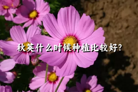 秋英什么时候种植比较好？