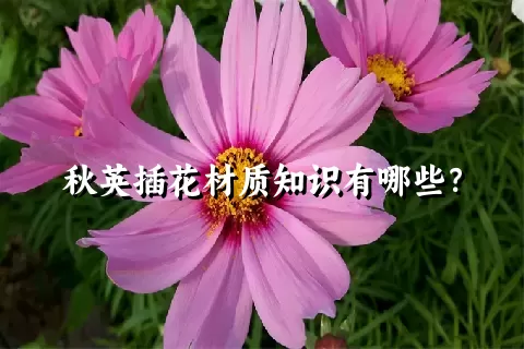 秋英插花材质知识有哪些？