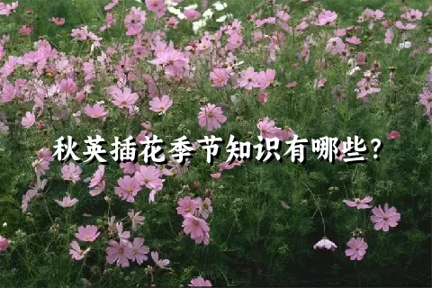 秋英插花季节知识有哪些？