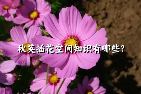 秋英插花空间知识有哪些？