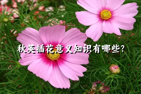 秋英插花意义知识有哪些？