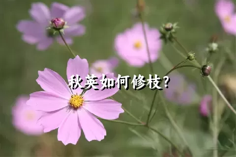 秋英如何修枝？