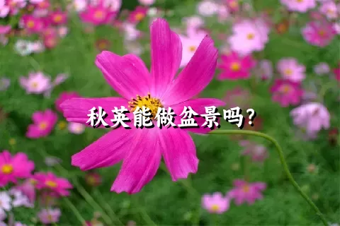 秋英能做盆景吗？