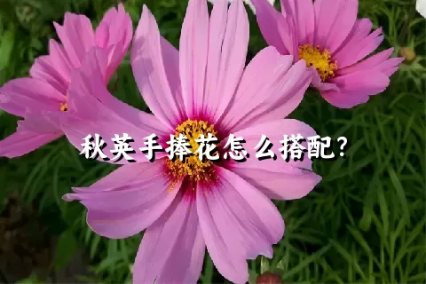 秋英手捧花怎么搭配？