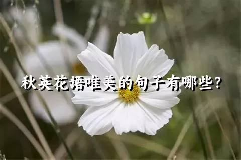 秋英花语唯美的句子有哪些？