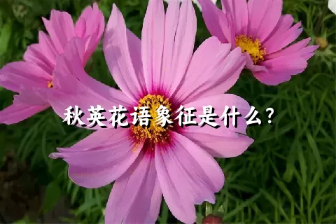 秋英花语象征是什么？