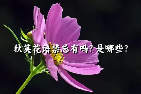 秋英花语禁忌有吗？是哪些？