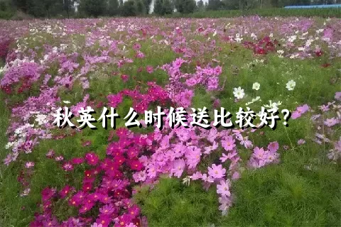 秋英什么时候送比较好？