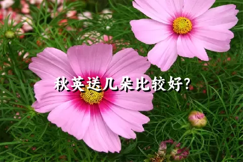 秋英送几朵比较好？