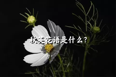 秋英花语是什么？