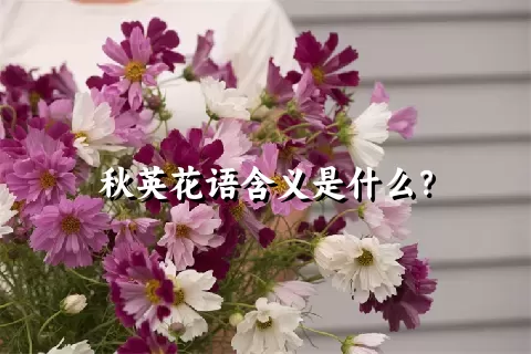 秋英花语含义是什么？