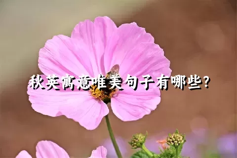 秋英寓意唯美句子有哪些？