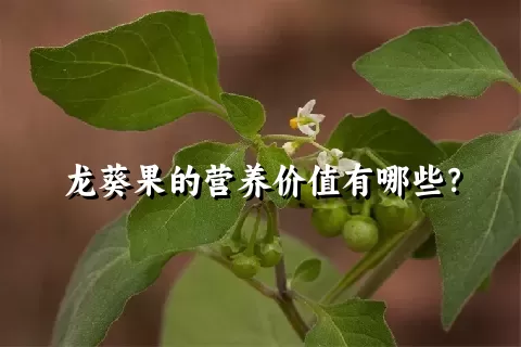 龙葵果的营养价值有哪些？