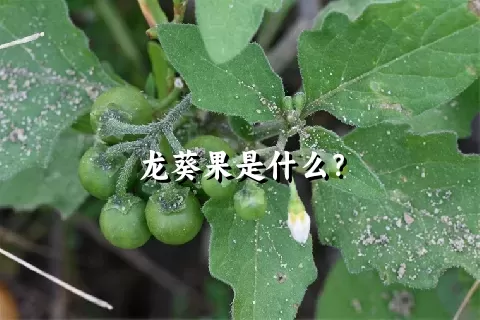 龙葵果是什么？