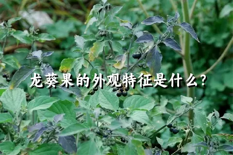 龙葵果的外观特征是什么？