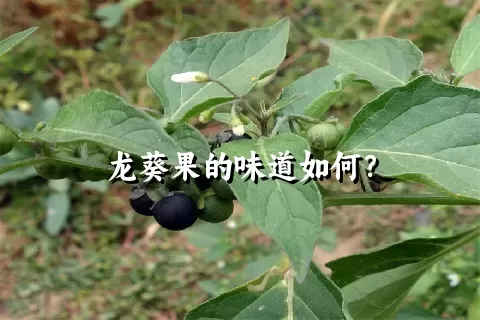 龙葵果的味道如何？