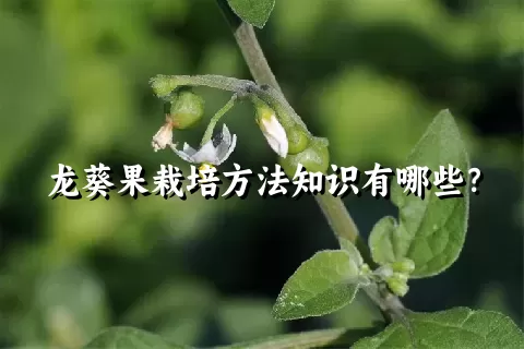 龙葵果栽培方法知识有哪些？