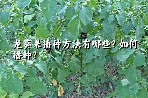 龙葵果播种方法有哪些？如何播种？