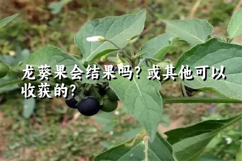 龙葵果会结果吗？或其他可以收获的？