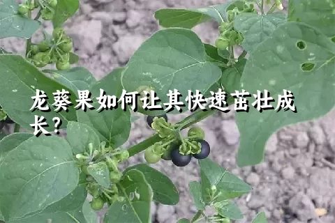 龙葵果如何让其快速茁壮成长？