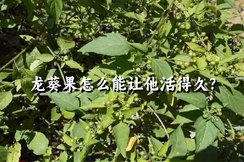 龙葵果怎么能让他活得久？