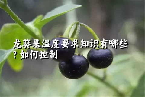 龙葵果温度要求知识有哪些？如何控制