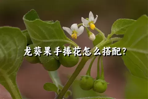 龙葵果手捧花怎么搭配？