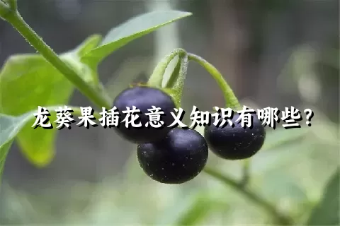 龙葵果插花意义知识有哪些？