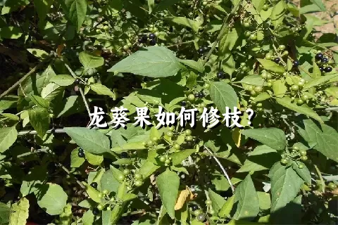 龙葵果如何修枝？