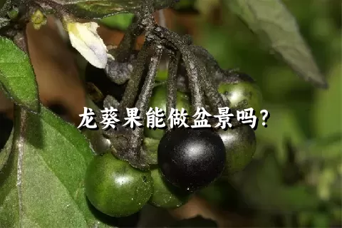 龙葵果能做盆景吗？