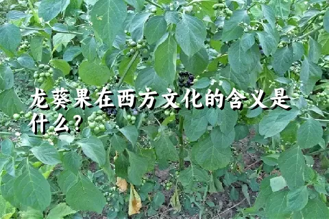 龙葵果在西方文化的含义是什么？