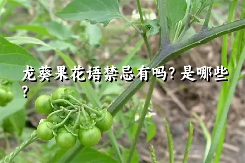 龙葵果花语禁忌有吗？是哪些？