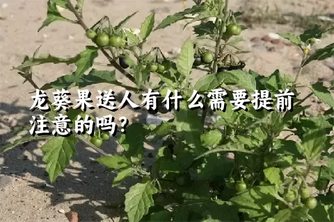 龙葵果送人有什么需要提前注意的吗？