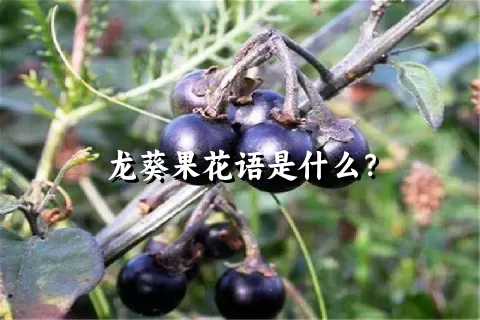 龙葵果花语是什么？