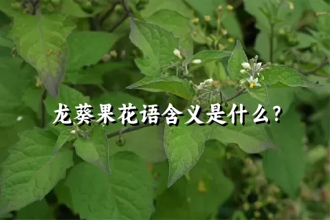 龙葵果花语含义是什么？