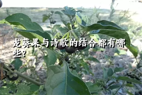 龙葵果与诗歌的结合都有哪些？