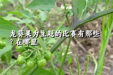 龙葵果为主题的比赛有那些？在哪里