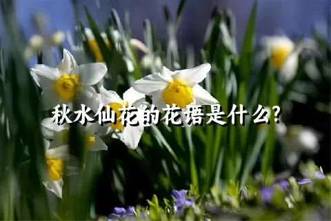 秋水仙花的花语是什么?