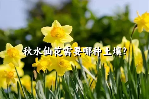 秋水仙花需要哪种土壤?