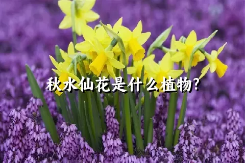 秋水仙花是什么植物?