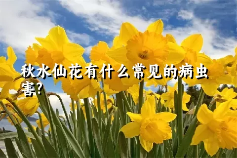 秋水仙花有什么常见的病虫害?